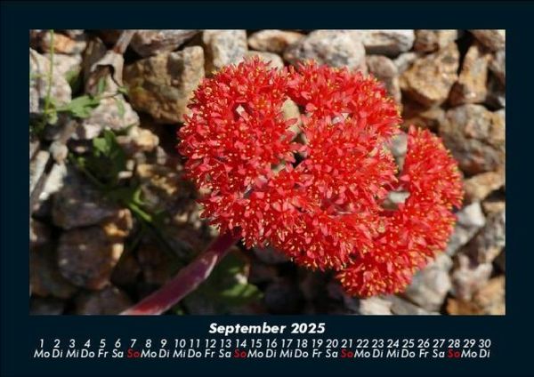 Produktbild: Blumenkalender 2025 Fotokalender DIN A5