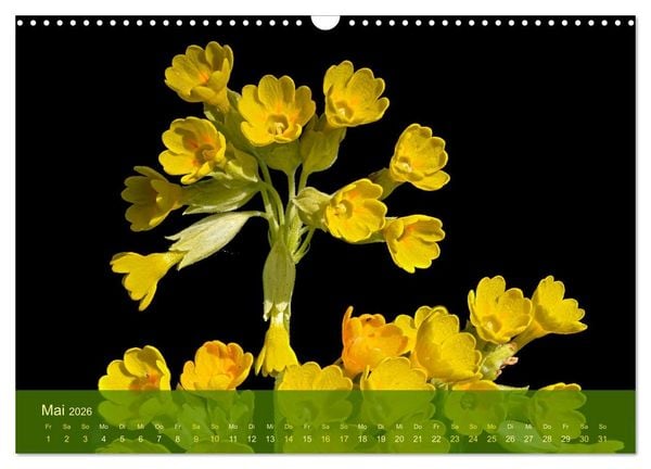 Produktbild: der staudengarten zu bad hersfeld (Wandkalender 2026 DIN A3 quer), CALVENDO Monatskalender