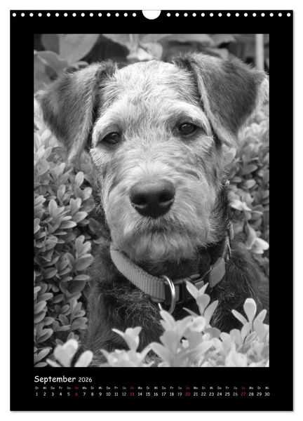 Produktbild: Der Airedale: Portraits eines "Dickkopfes" (Wandkalender 2026 DIN A3 hoch), CALVENDO Monatskalender