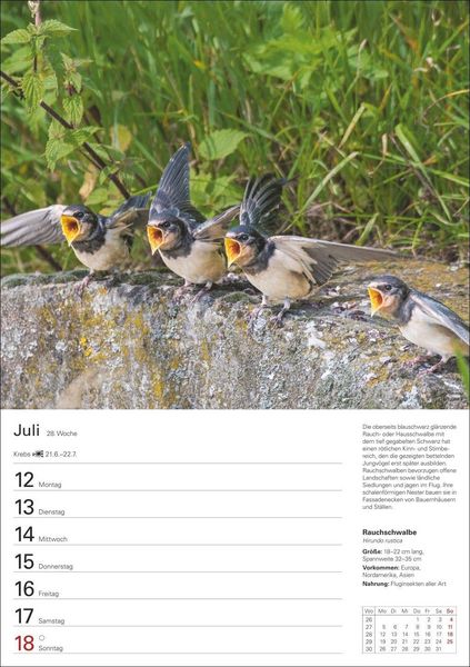 Produktbild: Heimische V&ouml;gel Wochenplaner 2027 - 53 faszinierende Fotografien