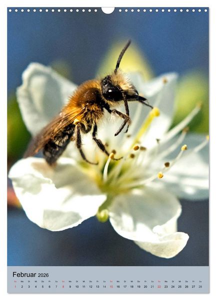 Produktbild: INSEKTENWELT - Heimische N&uuml;tzlinge ganz nah (Wandkalender 2026 DIN A3 hoch), CALVENDO Monatskalender