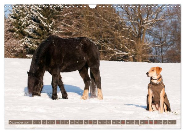 Produktbild: Pferd und Hund - Vierbeinige Freunde (Wandkalender 2026 DIN A3 quer), CALVENDO Monatskalender