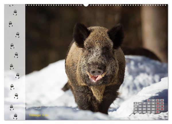 Produktbild: Tierspuren in der Natur (hochwertiger Premium Wandkalender 2026 DIN A2 quer), Kunstdruck in Hochglanz