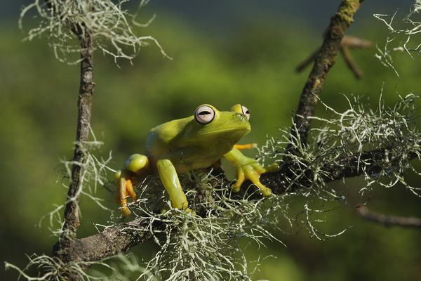 Produktbild: Amazonia - Abenteuer im Regenwald