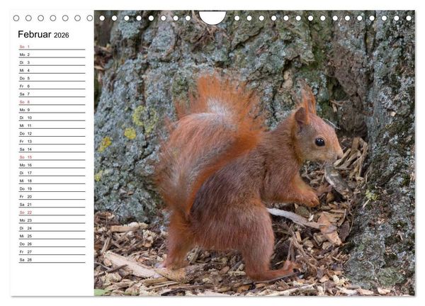 Produktbild: Guck mal, ein Eichh&ouml;rnchen! (Wandkalender 2026 DIN A4 quer), CALVENDO Monatskalender