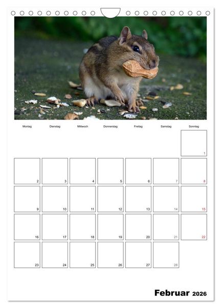 Produktbild: Streifenh&ouml;rnchen - neugierige Nager (Wandkalender 2026 DIN A4 hoch), CALVENDO Monatskalender