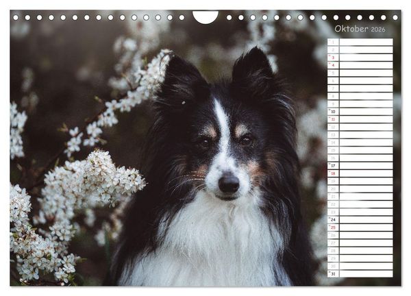 Produktbild: Shetland Sheepdogs Blacky, Anry, Mojo 2026 (Wandkalender 2026 DIN A4 quer), CALVENDO Monatskalender
