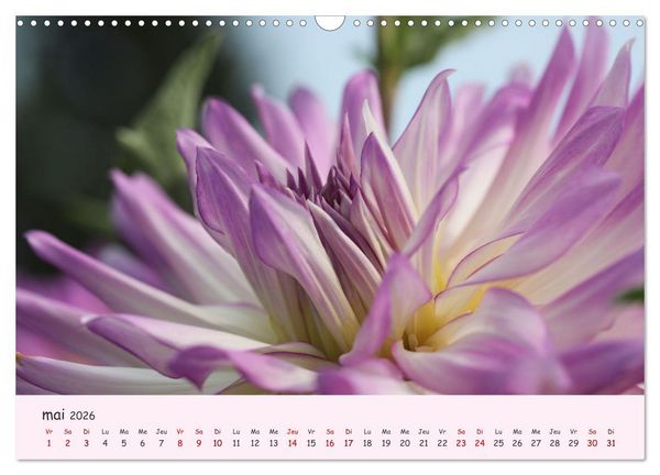 Produktbild: Les Dahlias en pleine floraison (Calendrier mural 2026 DIN A3 vertical), CALVENDO calendrier mensuel