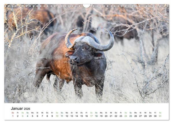Produktbild: B&uuml;ffel - wild und sch&ouml;n (Wandkalender 2026 DIN A3 quer), CALVENDO Monatskalender