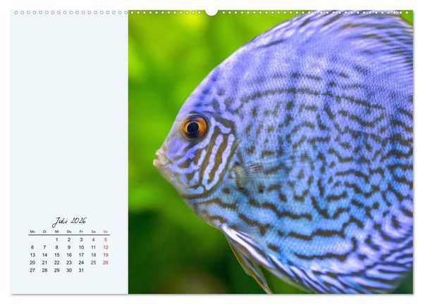 Produktbild: Diskusfische. Die bezaubernden Lieblinge vieler Aquarianer (Wandkalender 2026 DIN A2 quer), CALVENDO Monatskalender