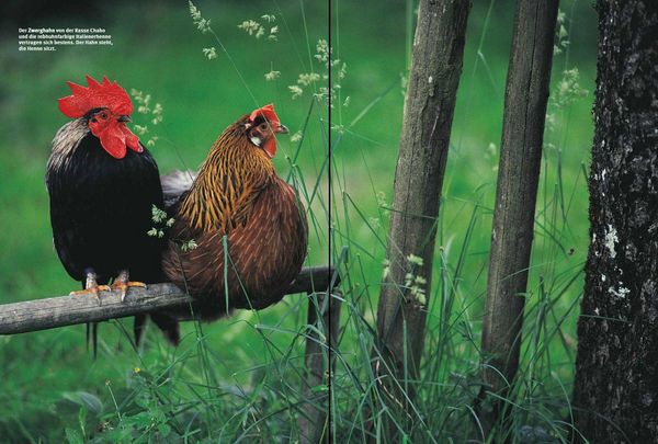 Produktbild: Das H&uuml;hnerbuch