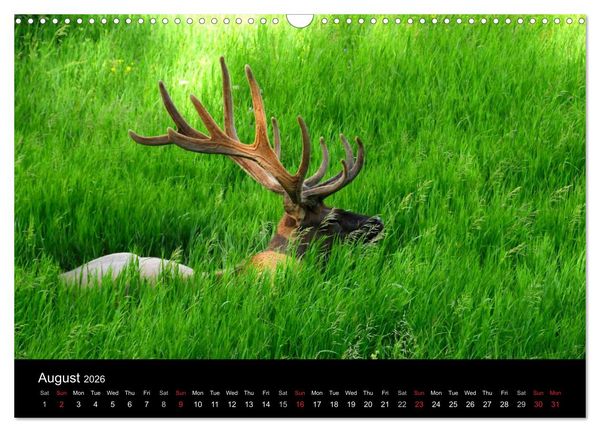 Produktbild: The Yellowstone National Park (Wall Calendar 2026 DIN A3 landscape), CALVENDO 12 Month Wall Calendar