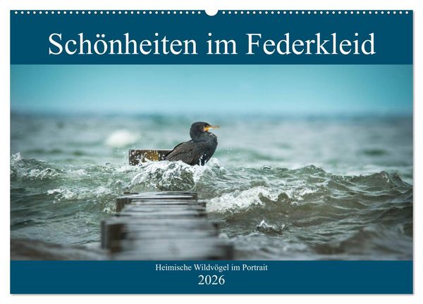 Produktbild: Sch&ouml;nheiten im Federkleid - Heimische Wildv&ouml;gel im Portrait (Wandkalender 2026 DIN A2 quer), CALVENDO Monatskalender