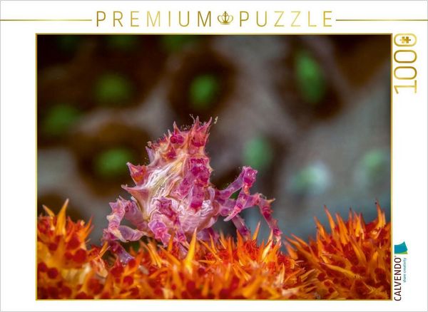 CALVENDO Puzzle Schleierbäumchen-Spinnenkrabbe | 1000 Teile Lege-Größe 64 × 48 cm Foto-Puzzle für glückliche Stunden