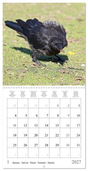 Produktbild: Crow Babies - Black, cute & always hungry (Wall Calendar 2027 12 &times; 12 Inch) CALVENDO 12 Month Wall Calendar