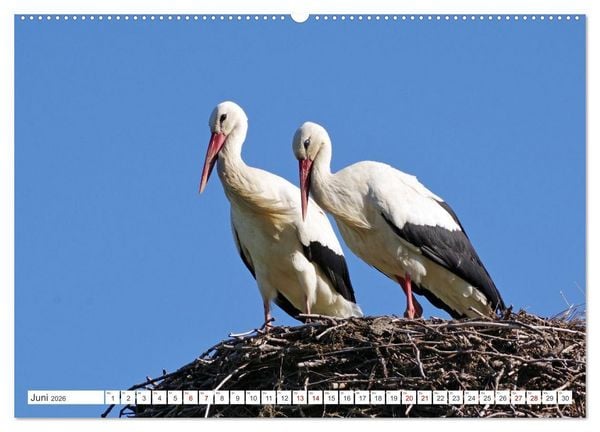 Produktbild: Wildes Wendland (Wandkalender 2026 DIN A2 quer), CALVENDO Monatskalender