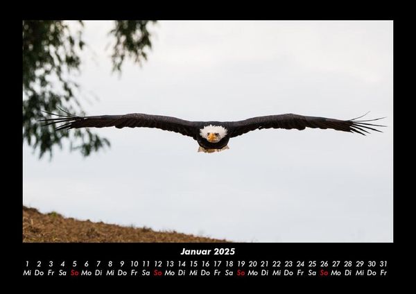 Produktbild: Adler 2025 Fotokalender DIN A3