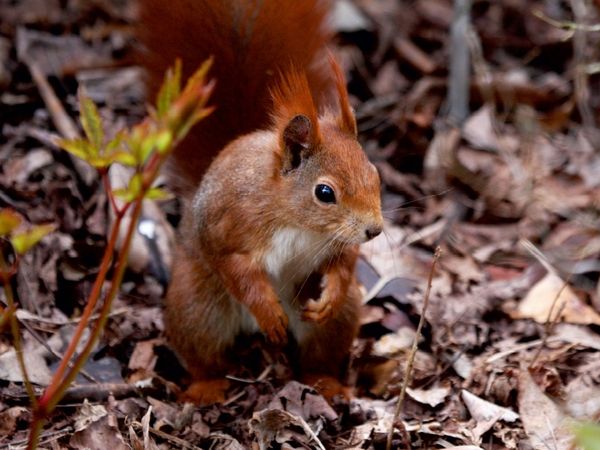 Produktbild: Eichh&ouml;rnchen im Herbstlaub (Puzzle)