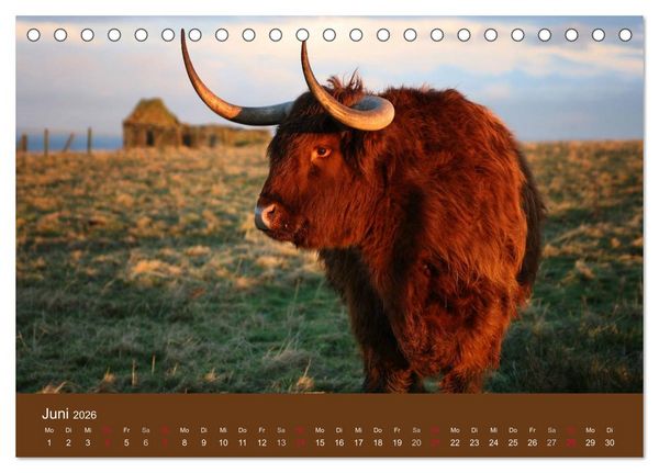 Produktbild: Schottische Hochlandrinder - Highland Cattle (Tischkalender 2026 DIN A5 quer), CALVENDO Monatskalender