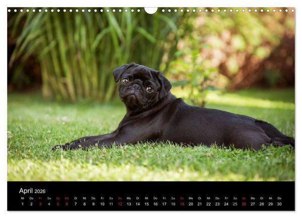 Produktbild: Vermopst durchs Jahr (Wandkalender 2026 DIN A3 quer), CALVENDO Monatskalender