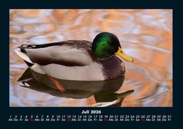 Produktbild: Enten 2026 Fotokalender DIN A4