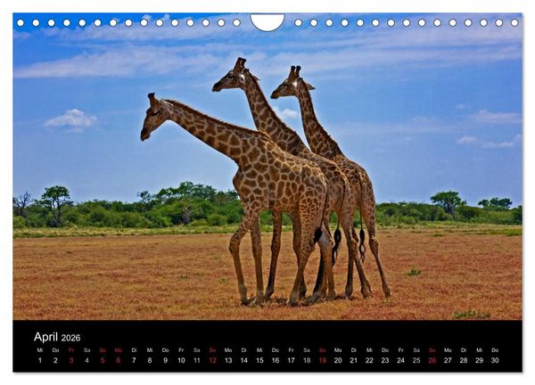 Produktbild: Namibias Tiere: von gro&szlig; bis klein (Wandkalender 2026 DIN A4 quer), CALVENDO Monatskalender