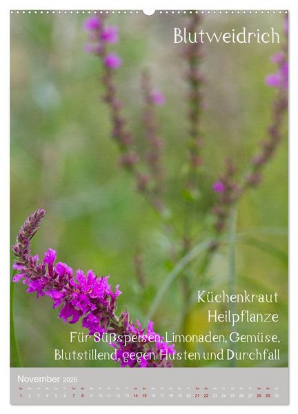 Produktbild: Unkr&auml;uter - N&uuml;tzliche Wildpflanzen auf der Wiese (Wandkalender 2026 DIN A2 hoch), CALVENDO Monatskalender