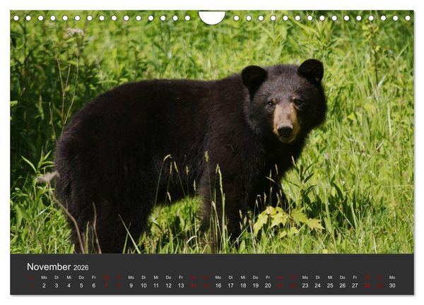 Produktbild: Die grossen B&auml;rentatzen (Wandkalender 2026 DIN A4 quer), CALVENDO Monatskalender