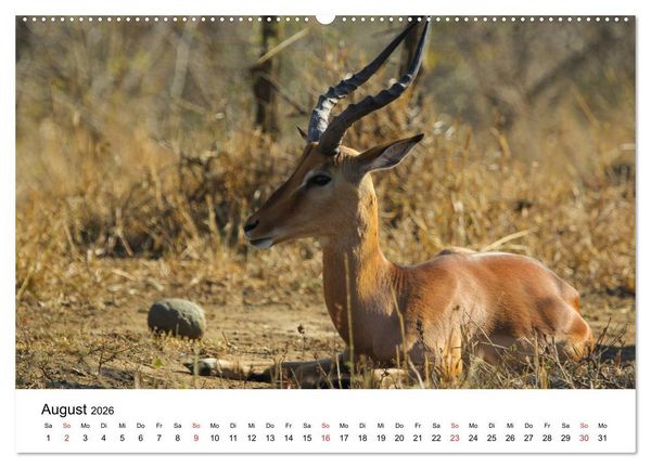 Produktbild: S&uuml;dafrika - Eine beeindruckende Tierwelt (Wandkalender 2026 DIN A2 quer), CALVENDO Monatskalender