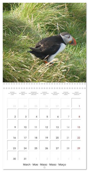 Produktbild: Puffin Pals (Wall Calendar 2026 12 &times; 12 Inch) CALVENDO 12 Month Wall Calendar