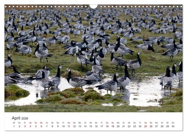 Produktbild: Estland - Pittoreske Sch&ouml;nheit im Baltikum (Wandkalender 2026 DIN A3 quer), CALVENDO Monatskalender