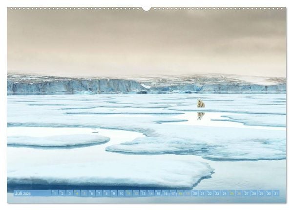 Produktbild: Eisb&auml;ren: Lebensk&uuml;nstler im Eis (Wandkalender 2026 DIN A2 quer), CALVENDO Monatskalender