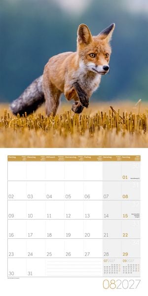 Produktbild: F&uuml;chse Kalender 2027 - 30x30 - Art12