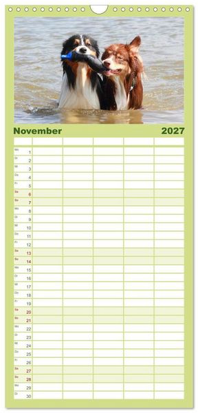 Produktbild: Familienplaner 2027 - Australian Shepherd - H&uuml;tehunde mit Familienanschluss mit 5 Spalten (Wandkalender, 21 x 45 cm) CALVENDO