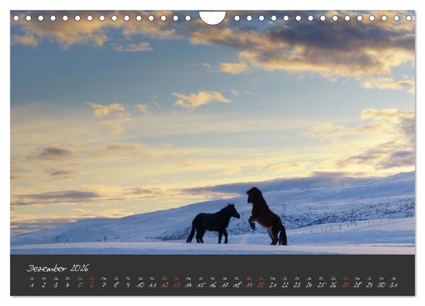 Produktbild: Islandpferde im Isi-Land (Wandkalender 2026 DIN A4 quer), CALVENDO Monatskalender