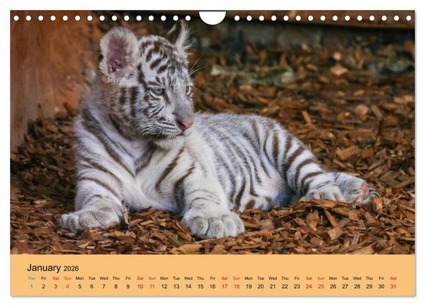 Produktbild: Just Bengal Tigers (Wall Calendar 2026 DIN A4 landscape), CALVENDO 12 Month Wall Calendar