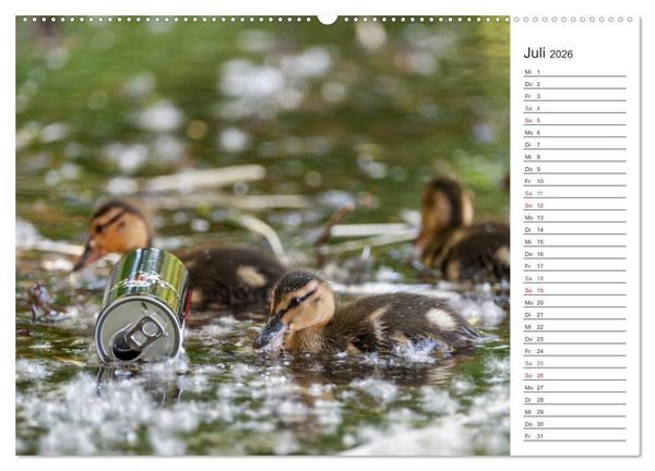Produktbild: Emotionale Momente: Die Stockente. (hochwertiger Premium Wandkalender 2026 DIN A2 quer), Kunstdruck in Hochglanz