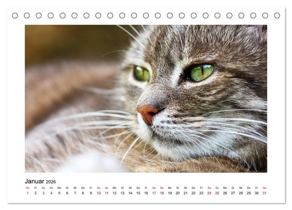 Produktbild: Stra&szlig;entiger auf Samtpfoten (Tischkalender 2026 DIN A5 quer), CALVENDO Monatskalender