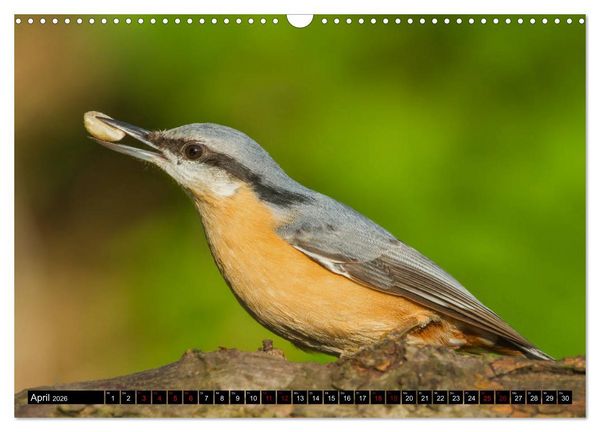 Produktbild: V&ouml;gel aus dem Garten (Wandkalender 2026 DIN A3 quer), CALVENDO Monatskalender