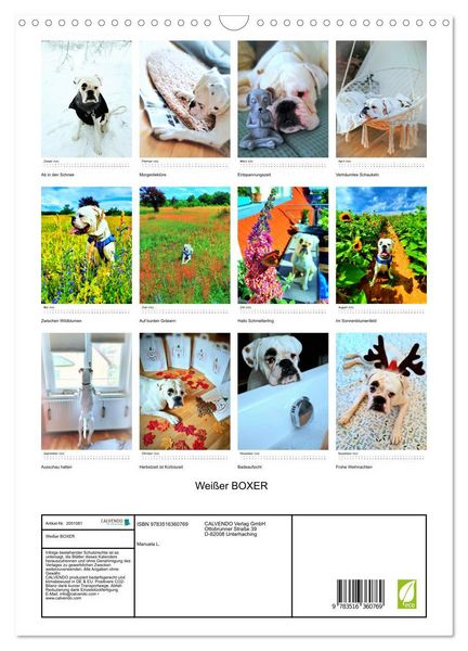 Produktbild: Wei&szlig;er BOXER (Wandkalender 2026 DIN A3 hoch), CALVENDO Monatskalender