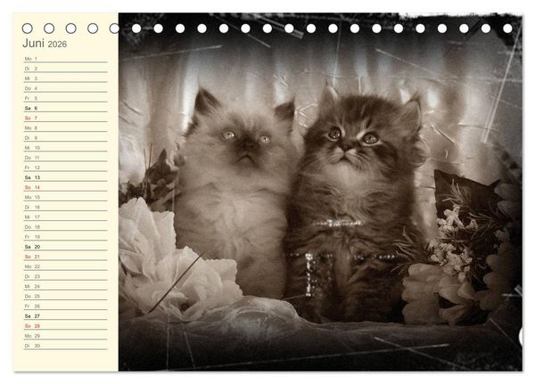 Produktbild: Oma's Katzenkalender 2026 (Tischkalender 2026 DIN A5 quer), CALVENDO Monatskalender