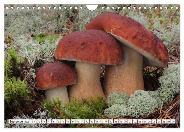 Produktbild: Pilze - tolle Funde (Wandkalender 2026 DIN A4 quer), CALVENDO Monatskalender