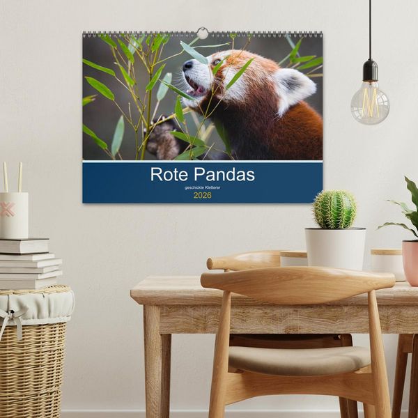 Produktbild: Rote Pandas - geschickte Kletterer (Wandkalender 2026 DIN A3 quer), CALVENDO Monatskalender