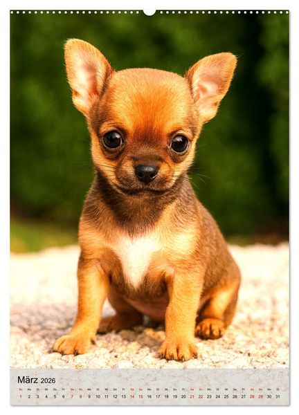 Produktbild: Chihuahua Diamonds &ndash; Magic Moments mit unseren sch&ouml;nsten Welpen aller Zeiten (Wandkalender 2026 DIN A2 hoch), CALVENDO Monatskalender