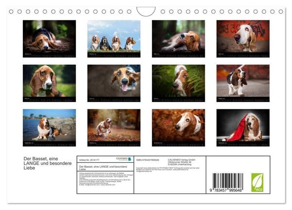 Produktbild: Der Basset, eine LANGE und besondere Liebe (Wandkalender 2026 DIN A4 quer), CALVENDO Monatskalender