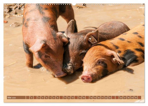 Produktbild: Gl&uuml;ckliche Schweine Berkshire-Iberico Ferkel (Wandkalender 2026 DIN A2 quer), CALVENDO Monatskalender