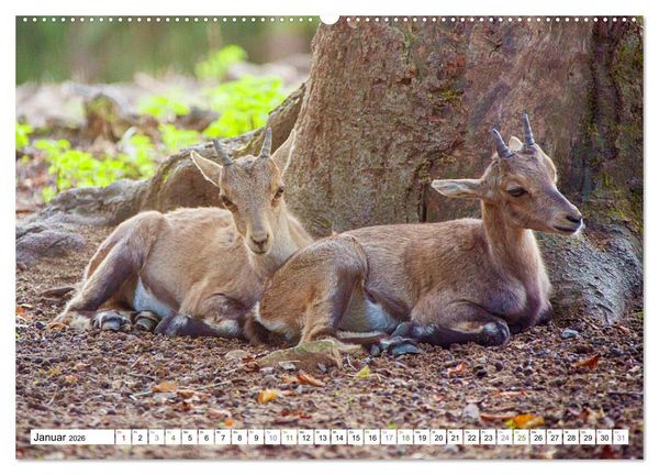 Produktbild: Steinb&ouml;cke - imposante Tiere (hochwertiger Premium Wandkalender 2026 DIN A2 quer), Kunstdruck in Hochglanz