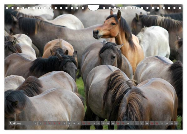 Produktbild: D&uuml;lmener Wildpferde - Wildpferde im Meerfelder Bruch (Wandkalender 2026 DIN A4 quer), CALVENDO Monatskalender