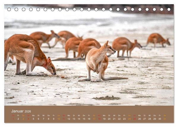Produktbild: Australien, tierischer Kontinent (Tischkalender 2026 DIN A5 quer), CALVENDO Monatskalender
