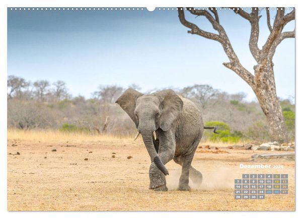 Produktbild: Babyelefanten (hochwertiger Premium Wandkalender 2026 DIN A2 quer), Kunstdruck in Hochglanz